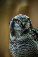 Close up portrait of the common northern hawk-owl (Surnia ulula), a medium sized true owl of the northern latitudes. Majestic bird stares at photographer. Estonia, North Europe.