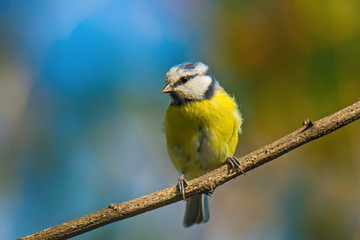 Single blue tit sitting on tree branch