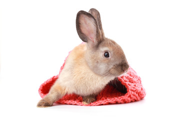 Obraz premium Brown baby young rabbit in pink warm yarn winter hat on white backround