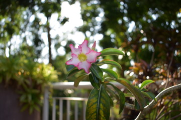 A flower with a close view
