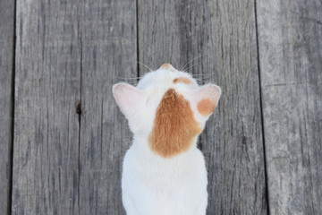 A Cat acting as my bodyguard