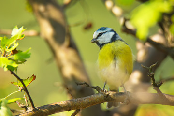 Single blue tit sitting on tree branch