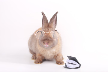Brown little rabbit with clear eyeglasses on white background