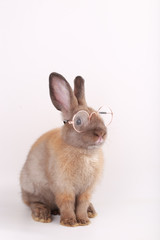 Brown little rabbit with clear eyeglasses on white background