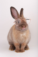 Brown little rabbit with clear eyeglasses on white background