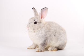 Grey little baby rabbit on white background. Adorable gray young bunny action