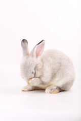 Grey little baby rabbit on white background. Adorable gray young bunny action