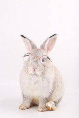 Grey rabbit with clear eyeglasses. Baby grey bunny on white background