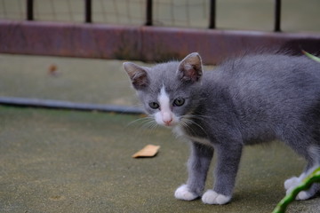 cat on fence