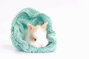Little cute baby rabbit with small brown ears in green yarn kntting cloth on white background. Baby...