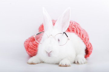White rabbit with clear eyeglasses with pink yarn hat. Baby bunny  on white background