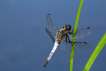 dragonfly on blade of grass