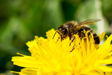 bee on yellow flower