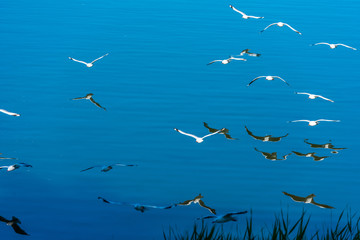 A flock of seagulls on the background of the sea, Gold Coast, Queensland, Australia.
