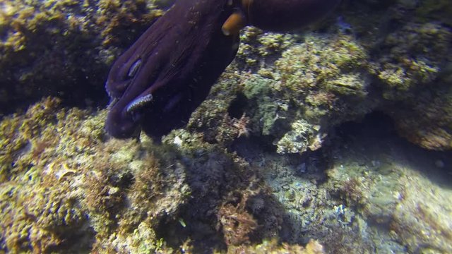 Octopus Close Up. Octopi swimming & Changing Colour Camouflage & Dramatic Pattern On Rocky Reef. Graceful Squid In Sunlit Sea. Colourful Dangerous Marine Life & Beautiful Aquatic Underwater Wildlife