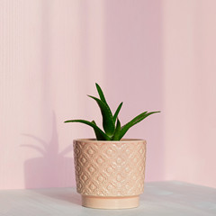 Aloe ornamental plant in a pink pot. The concept of minimalism. Geometric lines of shadows.