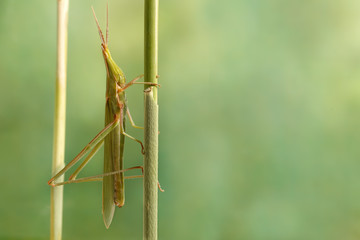 Сloseup Acrida oxycephala climbs on the twig on green leafs background. Concept of pest control  with copy space or text on right area.