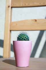 Green cactus houseplant on a chair