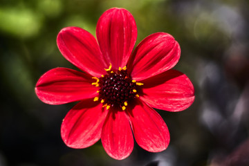 Beautiful red daisy flower in a garden