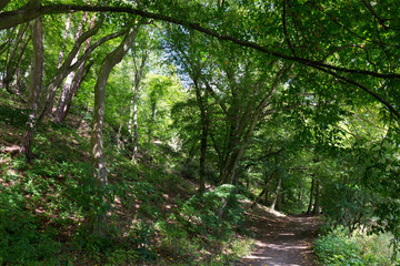 Romantic solitude Path with old big Trees about River Sazava in Central Czech