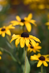 Blühende Rudbeckien (Rudbeckia)