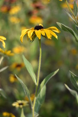 Blühende Rudbeckie (Rudbeckia)
