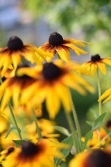 Blühende Rudbeckien (Rudbeckia)