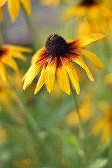 Bl&uuml;hende Rudbeckien (Rudbeckia)