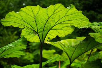 thickets Petasites amplus, plants with large sheets