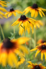 Blühende Rudbeckien (Rudbeckia)