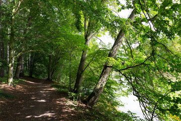 Obraz premium Romantic solitude Path with old big Trees about River Sazava in Central Czech