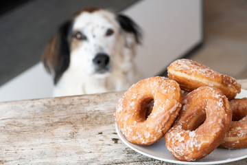 perro mirando donuts, dog watching donuts