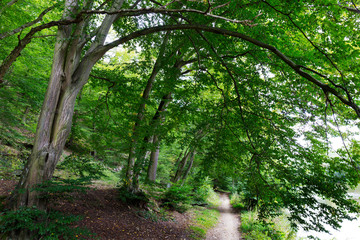Romantic solitude Path with old big Trees about River Sazava in Central Czech