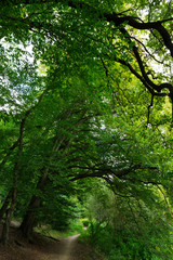 Romantic solitude Path with old big Trees about River Sazava in Central Czech