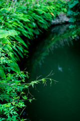 pond with the green leaves