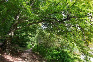 Romantic solitude Path with old big Trees about River Sazava in Central Czech