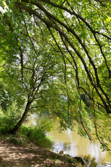 Romantic solitude Path with old big Trees about River Sazava in Central Czech