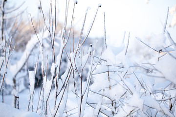 Schneebedeckte Sträucher