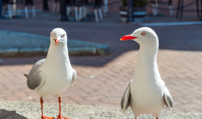 Two seagulls on a city street, Nelson, New Zealand. With selective focus.