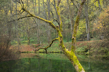 Nature green. Branches in the forest. Find the peace at the nature.