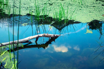 landscape of a lake with overgrown vegetation and a branch