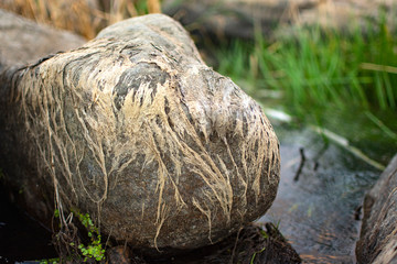 dried algae on the stone