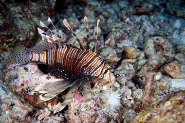 Black-Blotched Porcupinefish