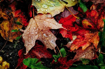 maple leaves on ground