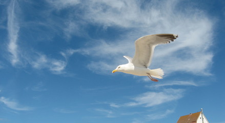 Fliegende Möwe an der Nordsee