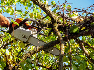 Chainsaw in hand among the branches of apricot tree with green-yellow leaves against a blue sky....