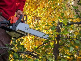 A man holds a chainsaw in his hand against a background of yellow foliage of a birch tree....