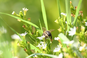 Bee working on a white flower 4