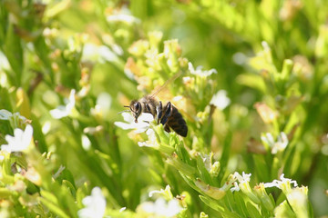 Bee working on a white flower 3