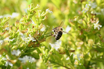 Bee working on a white flower 2